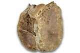 Fossil Dinosaur Vertebra Centrum - Montana #324150-1